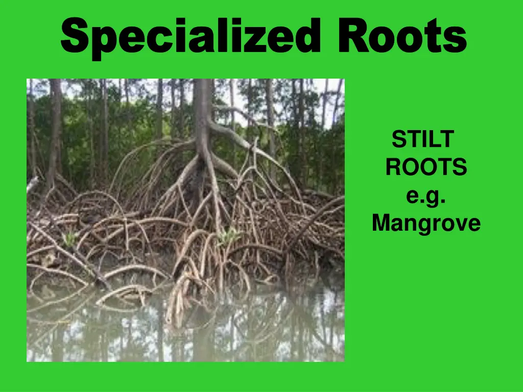 specialized roots