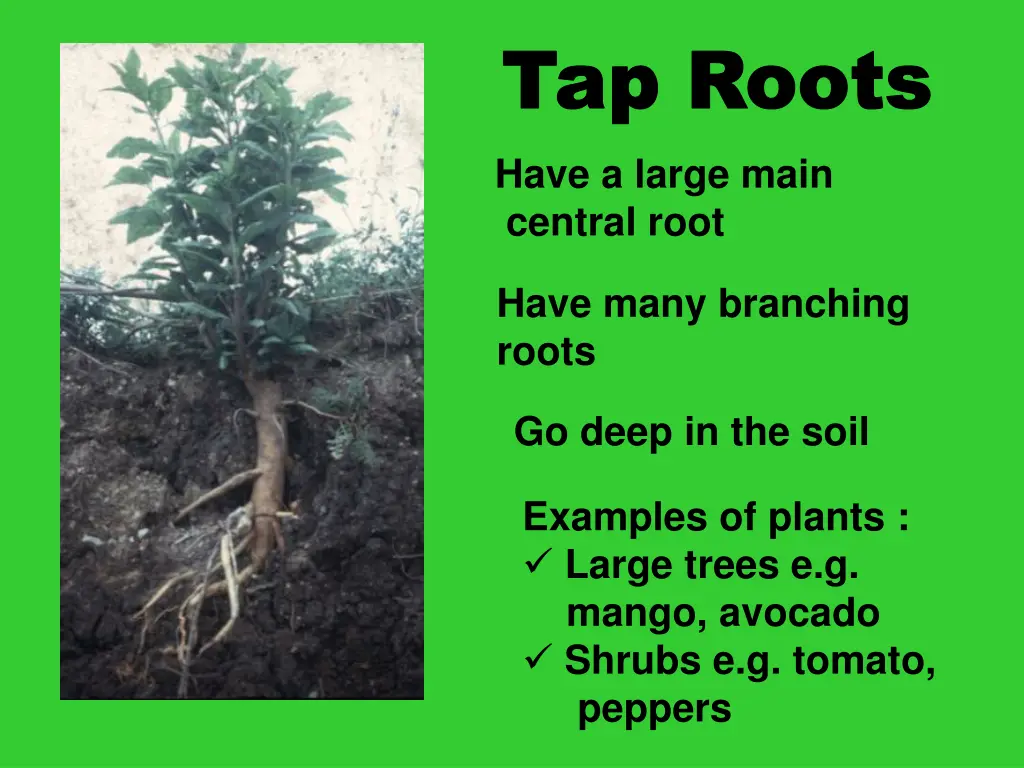 tap roots