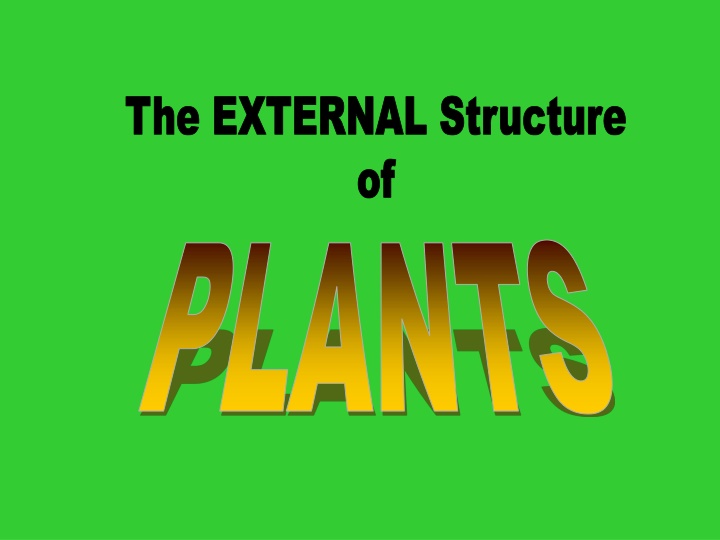 the external structure of