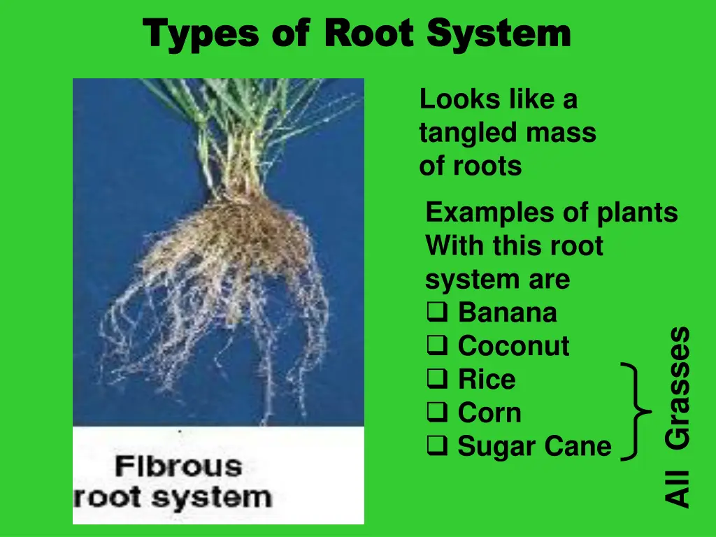 types of root system