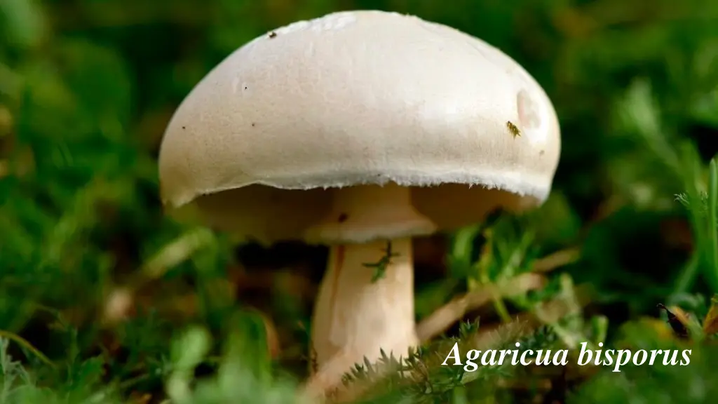 agaricua bisporus