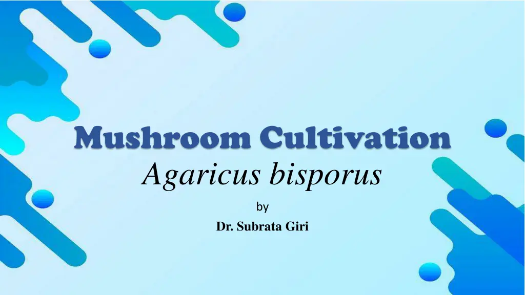 mushroom cultivation agaricus bisporus