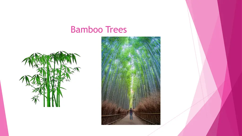 bamboo trees