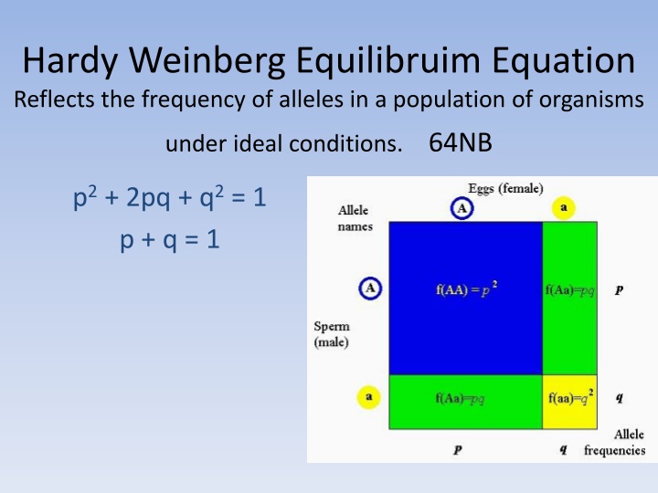 hardy weinberg equilibruim equation reflects