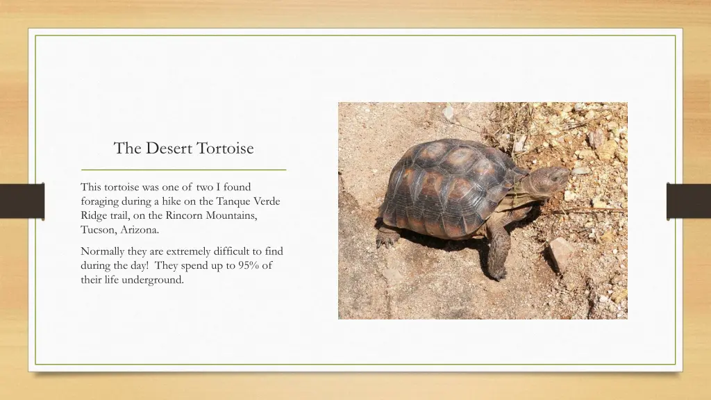 the desert tortoise 1