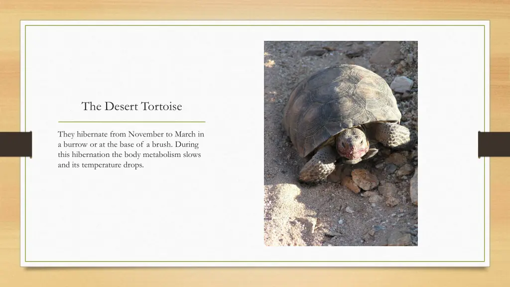 the desert tortoise 2