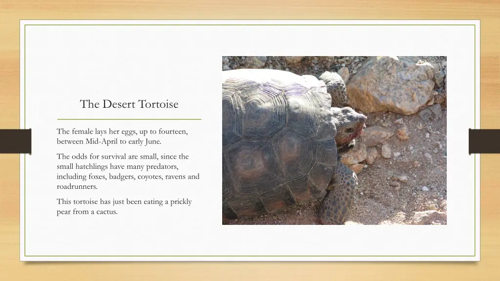 the desert tortoise 3