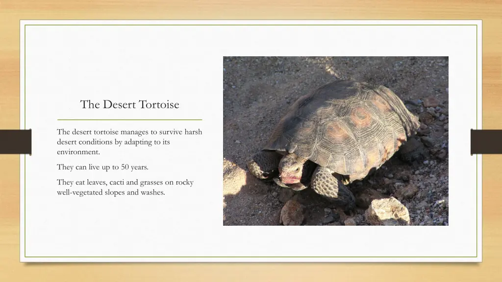 the desert tortoise 5