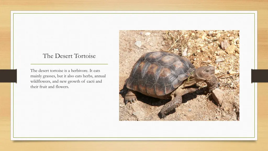 the desert tortoise 6