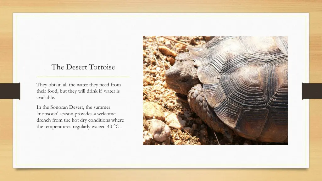 the desert tortoise 7