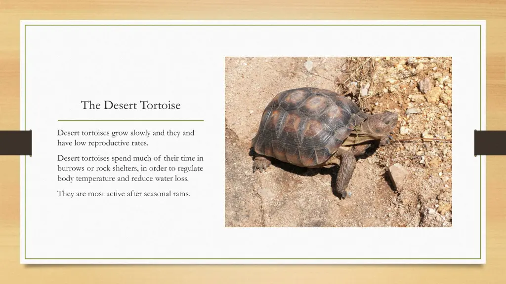 the desert tortoise 8