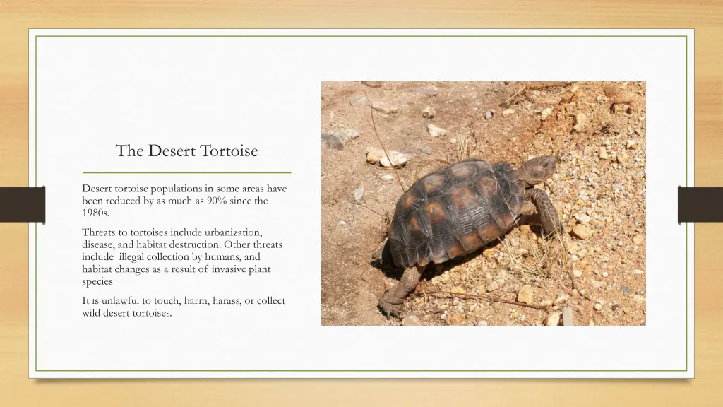 the desert tortoise 9