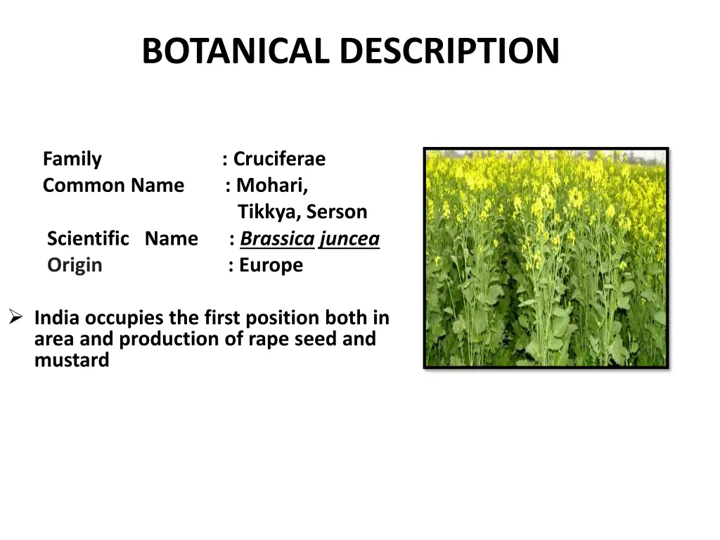 botanical description