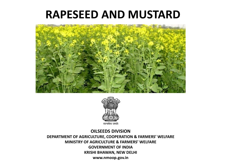 rapeseed and mustard