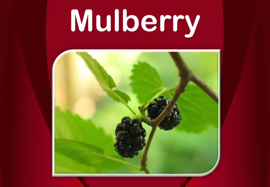 mulberry