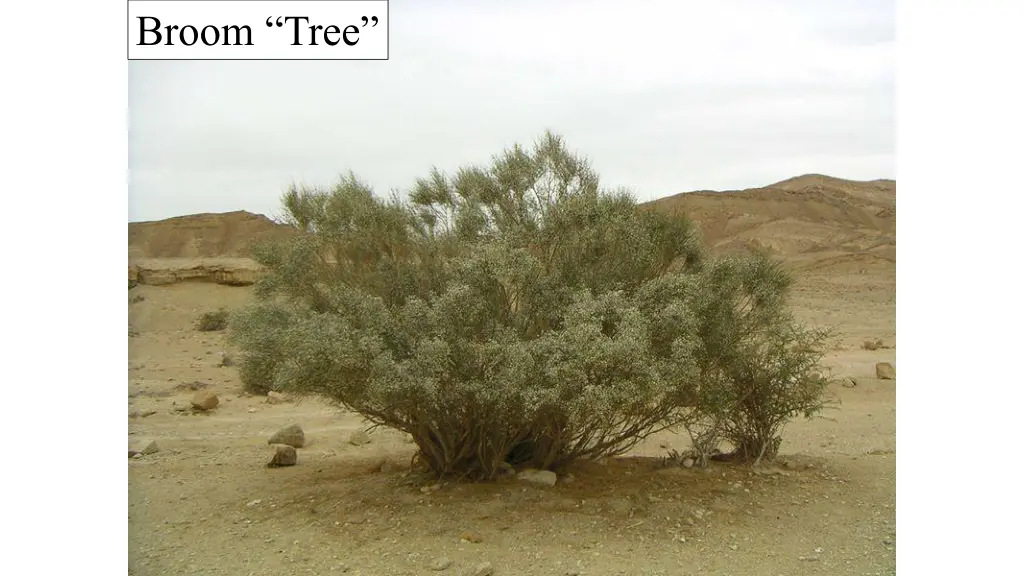 broom tree