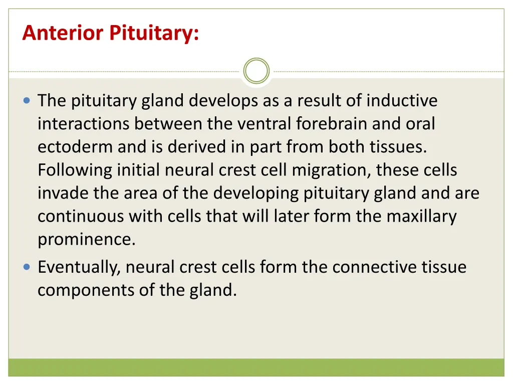 anterior pituitary