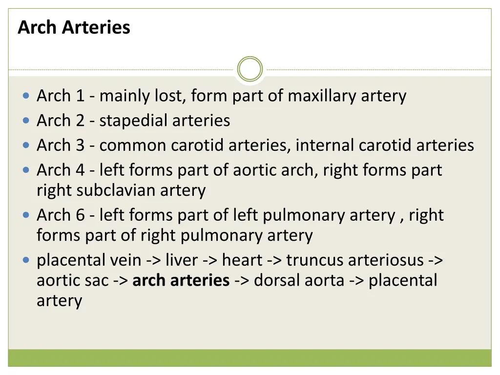 arch arteries