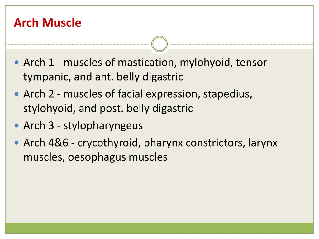 arch muscle