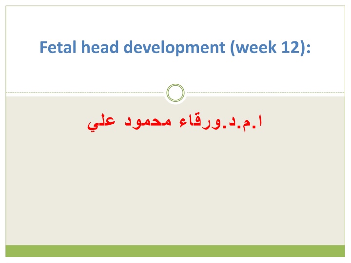 fetal head development week 12