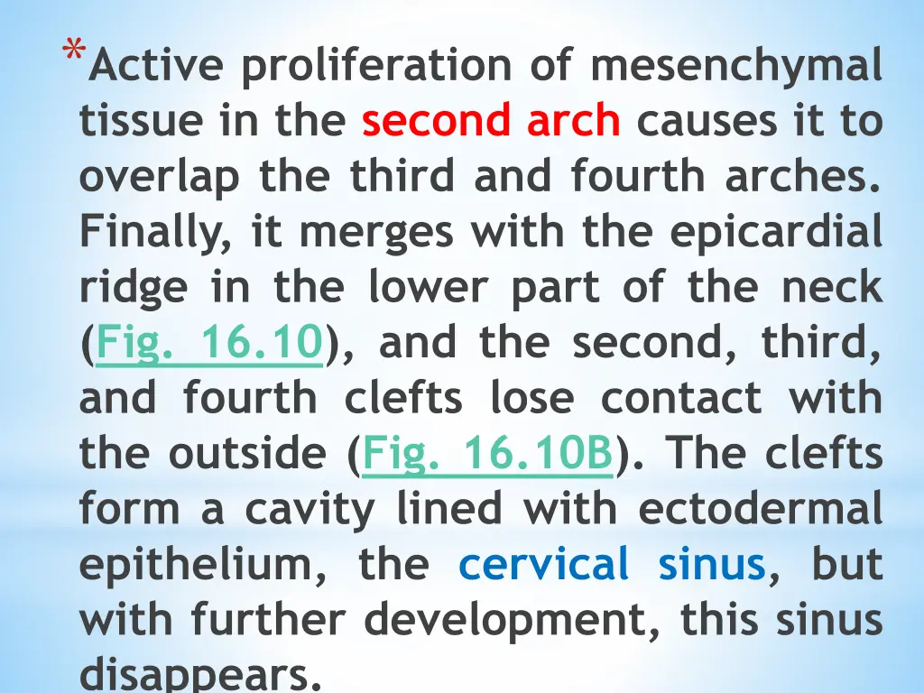 active proliferation of mesenchymal tissue