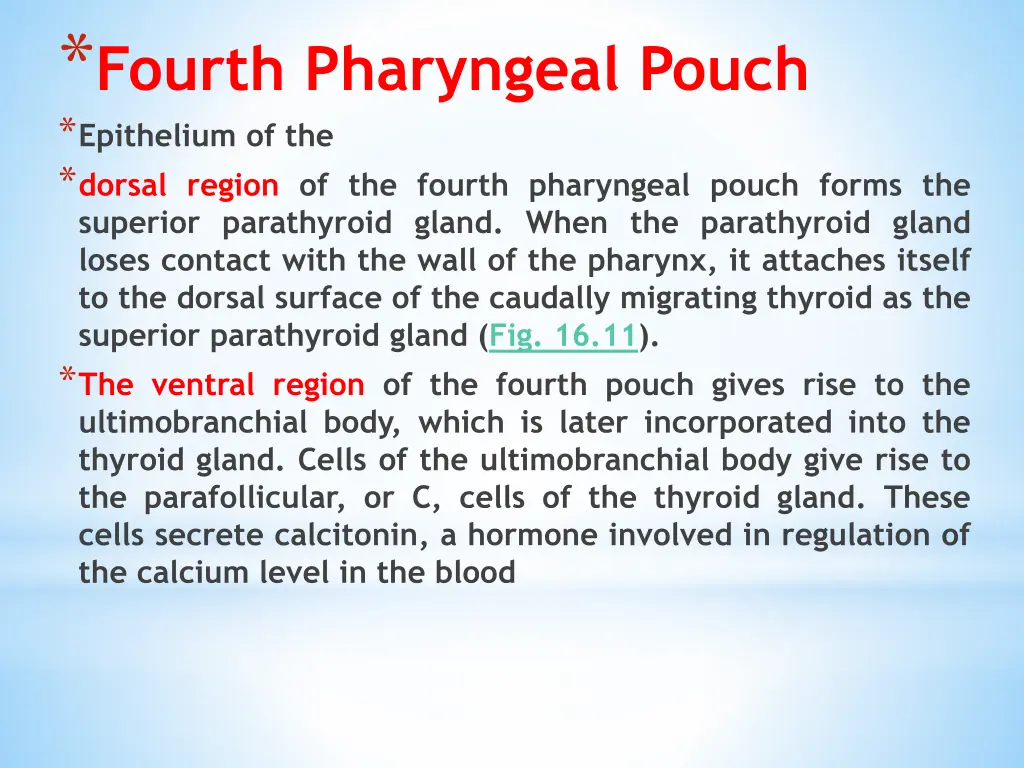 fourth pharyngeal pouch epithelium of the dorsal