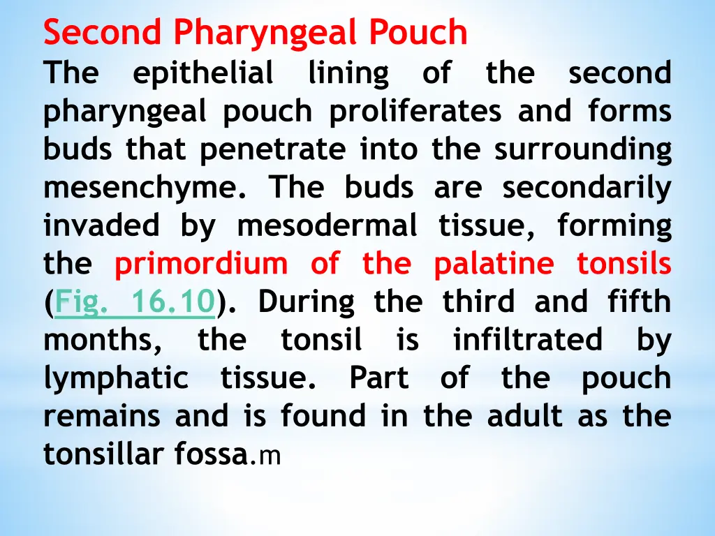 second pharyngeal pouch the epithelial lining