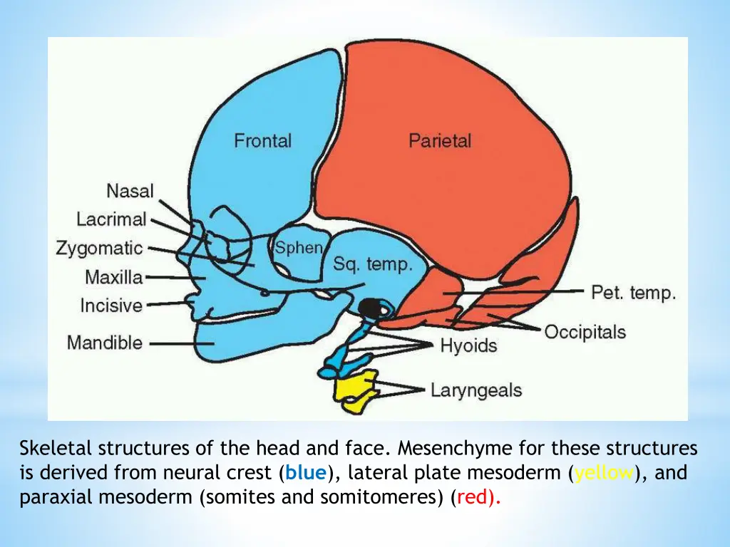 skeletal structures of the head and face