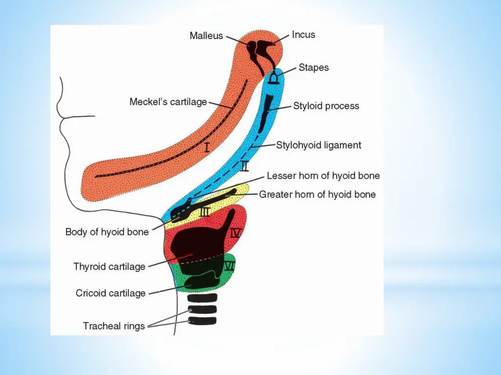 slide13