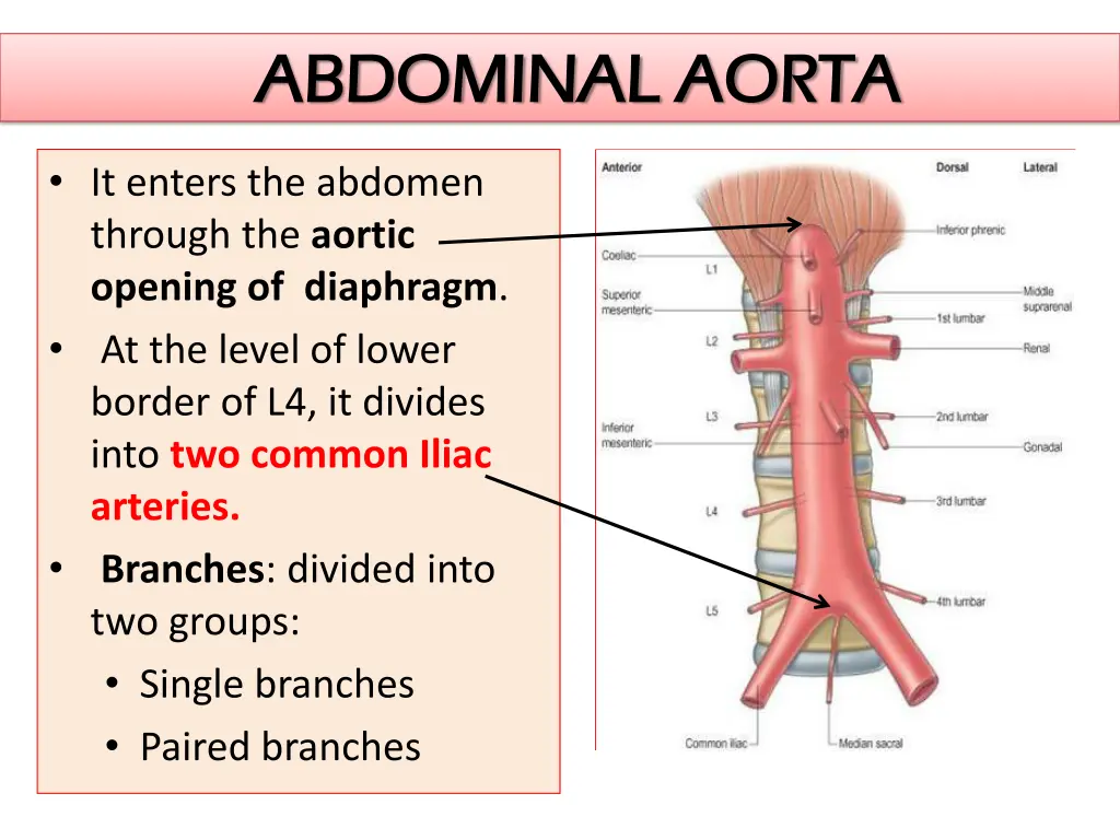 abdominal aorta abdominal aorta