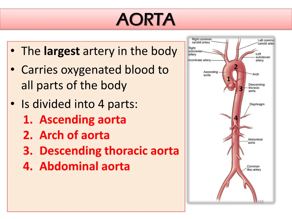 aorta aorta