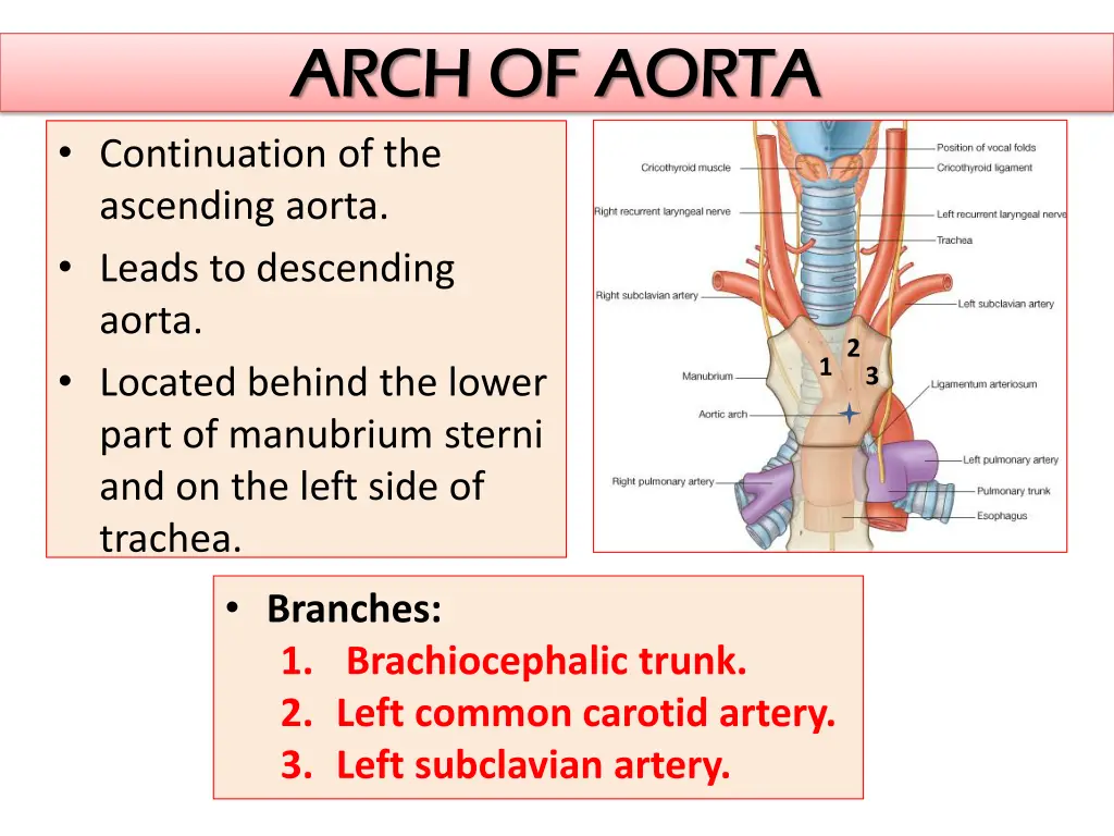 arch of aorta arch of aorta continuation