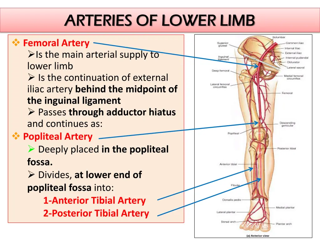 arteries of lower limb arteries of lower limb