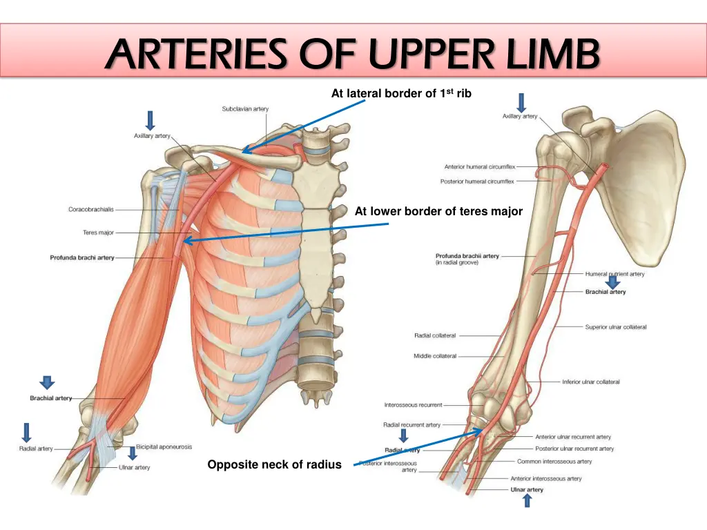 arteries of upper limb arteries of upper limb