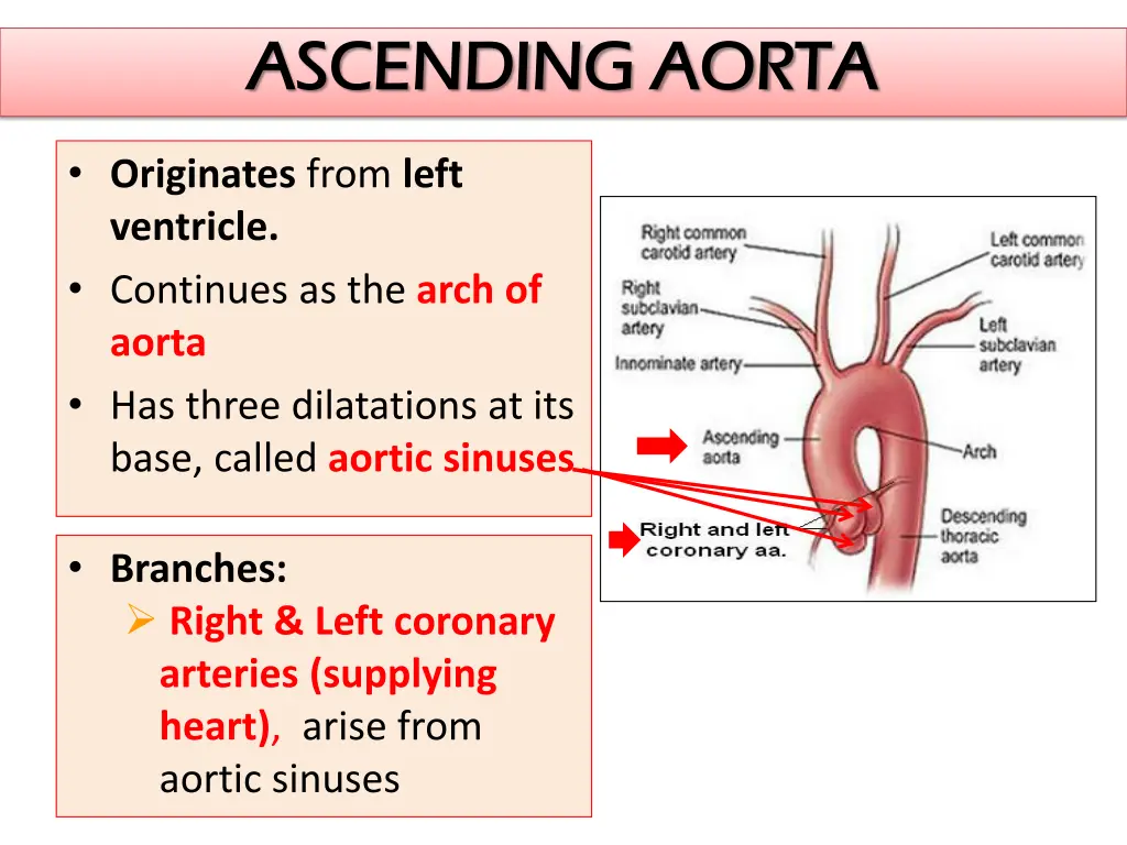 ascending aorta ascending aorta