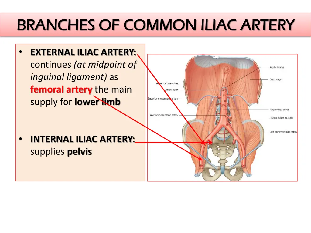 branches of common iliac artery branches