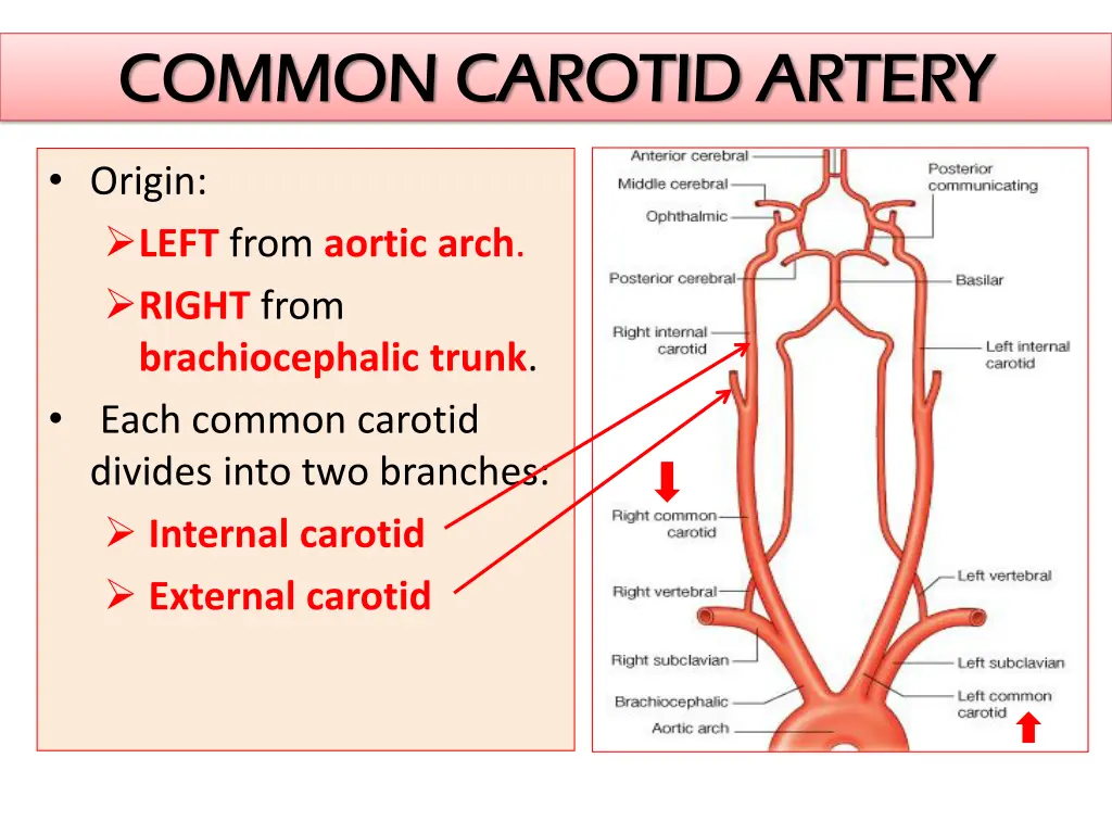 common carotid artery common carotid artery