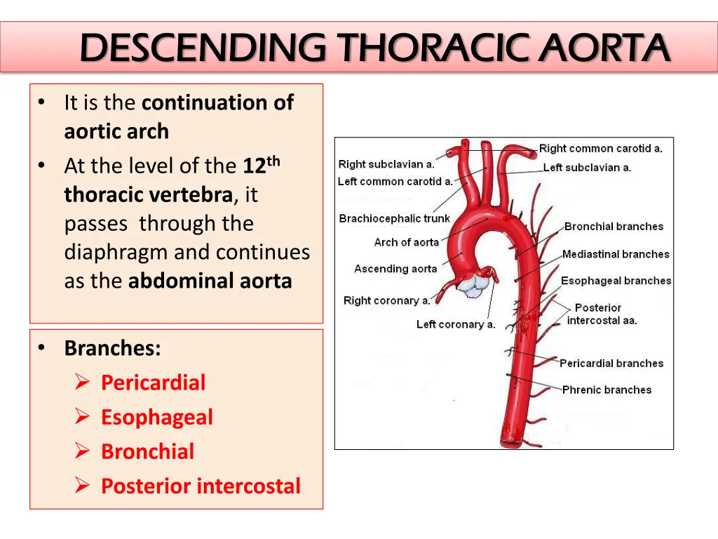 descending thoracic aorta descending thoracic