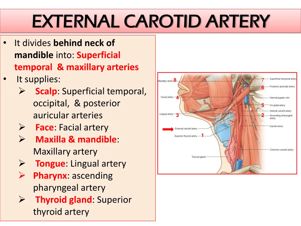 external carotid artery external carotid artery