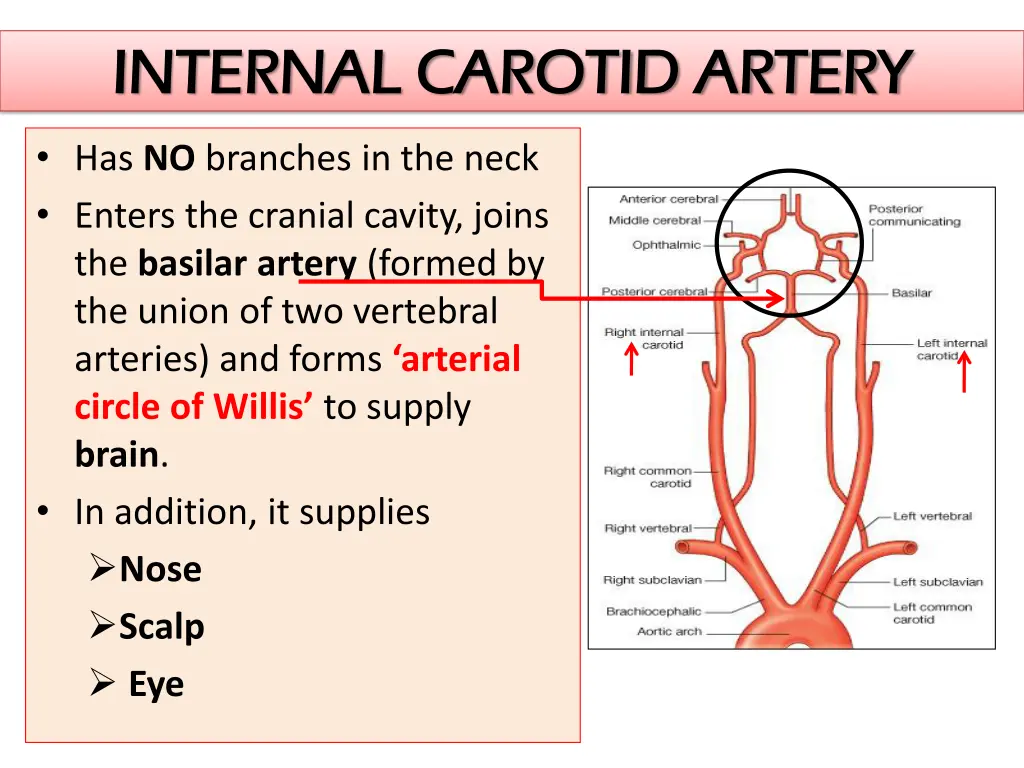 internal carotid artery internal carotid artery