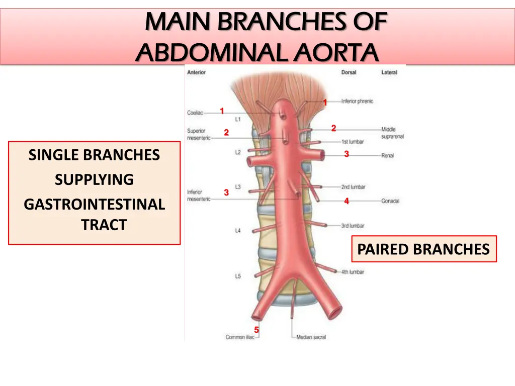 main branches of main branches of abdominal aorta