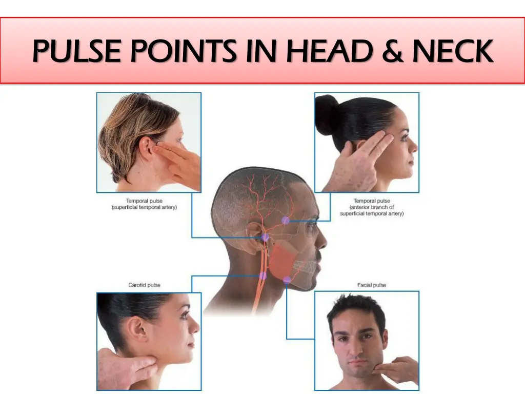 pulse points in head neck pulse points in head