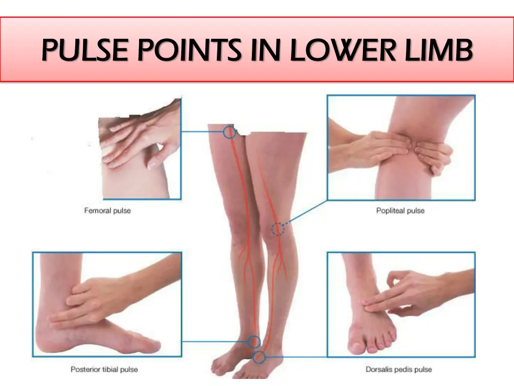 pulse points in lower limb pulse points in lower