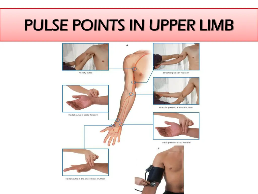 pulse points in upper limb pulse points in upper