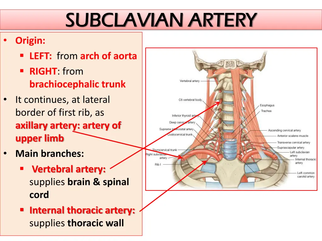 subclavian artery subclavian artery