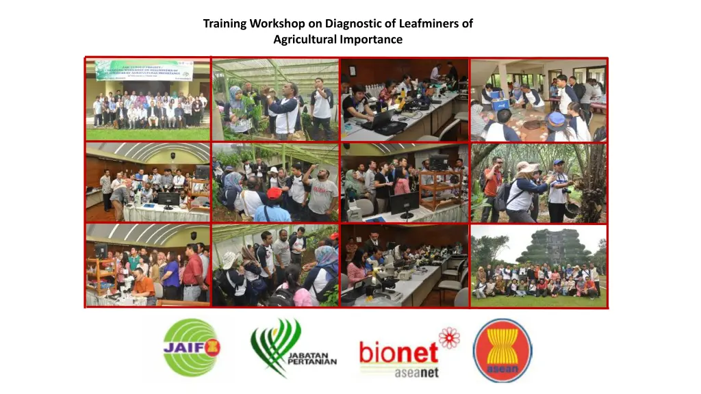 training workshop on diagnostic of leafminers