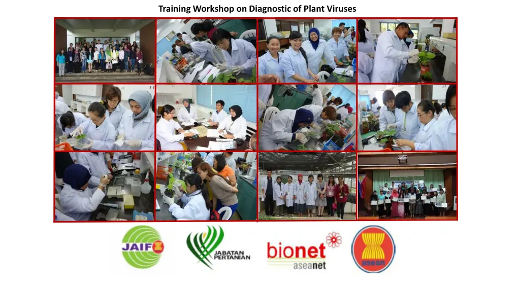 training workshop on diagnostic of plant viruses