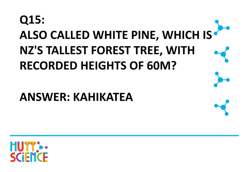 q15 also called white pine which is nz s tallest