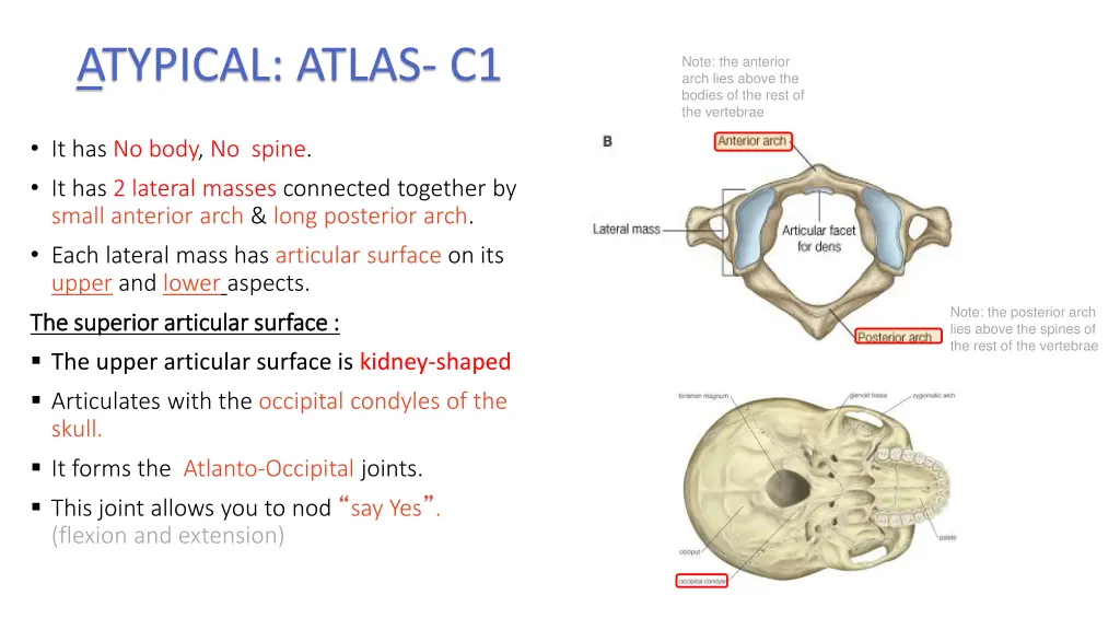 atypical atlas c1