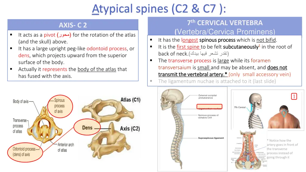 atypical spines c2 c7